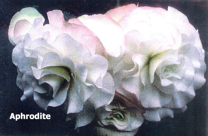 B. ‘Aphrodite’